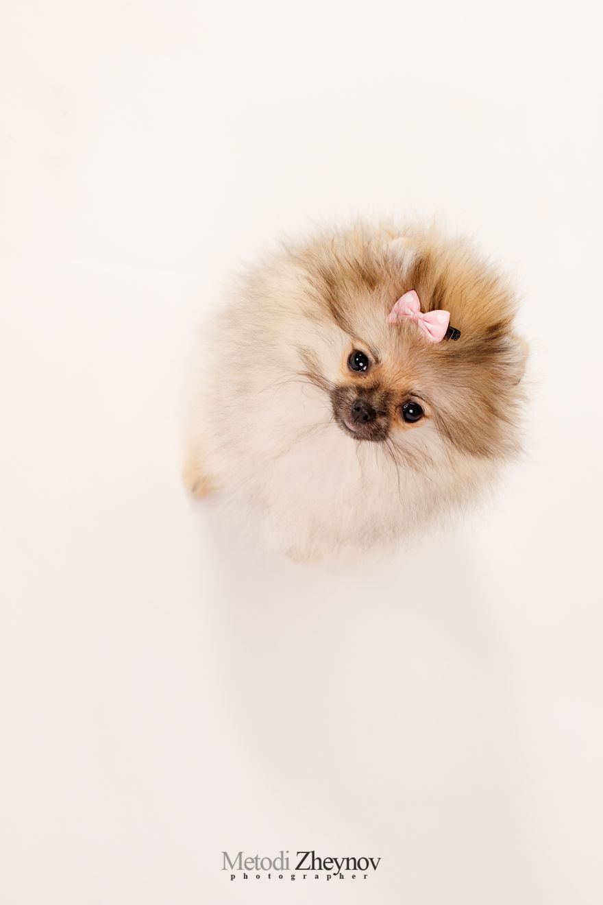 I Photographed A Small Dog, Helena