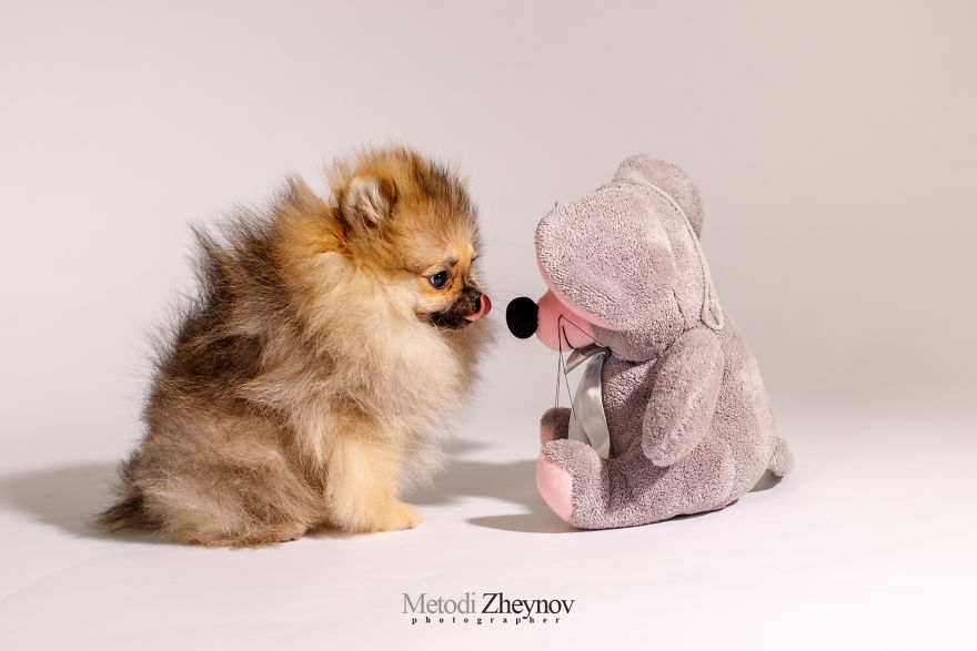 I Photographed A Small Dog, Helena