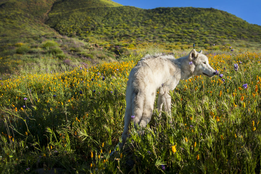 I Take My Dog Everywhere And This Is What He Saw I Take My Dog Everywhere And This Is What He Saw
