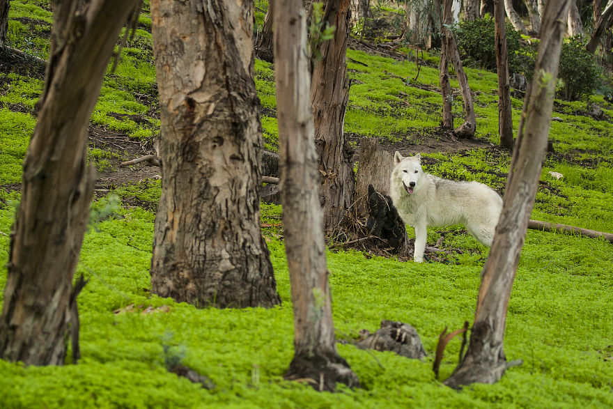 I Take My Dog Everywhere And This Is What He Saw I Take My Dog Everywhere And This Is What He Saw