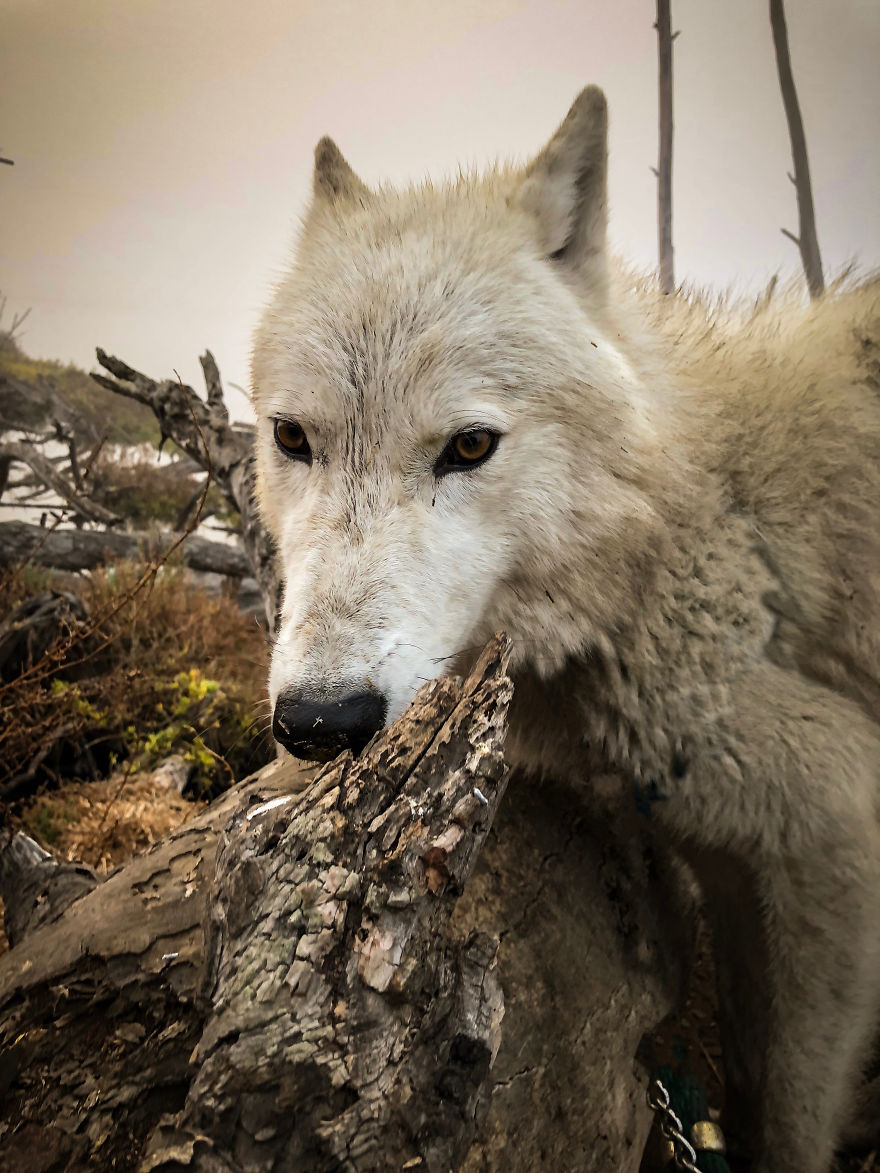 I Take My Dog Everywhere And This Is What He Saw I Take My Dog Everywhere And This Is What He Saw