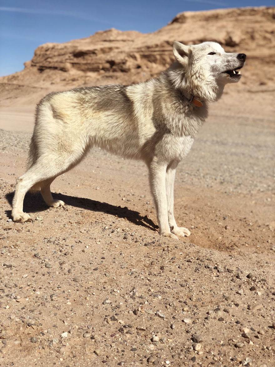 I Take My Dog Everywhere And This Is What He Saw I Take My Dog Everywhere And This Is What He Saw