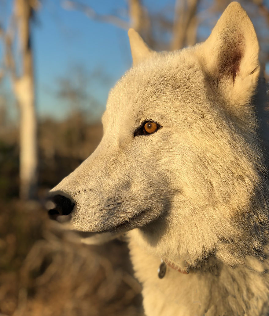 I Take My Dog Everywhere And This Is What He Saw I Take My Dog Everywhere And This Is What He Saw