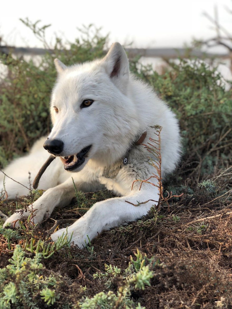 I Take My Dog Everywhere And This Is What He Saw I Take My Dog Everywhere And This Is What He Saw