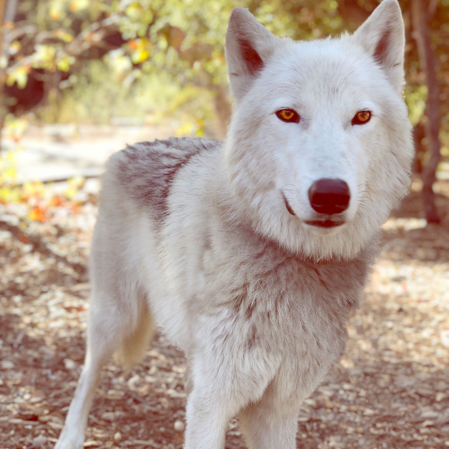 I Take My Dog Everywhere And This Is What He Saw I Take My Dog Everywhere And This Is What He Saw