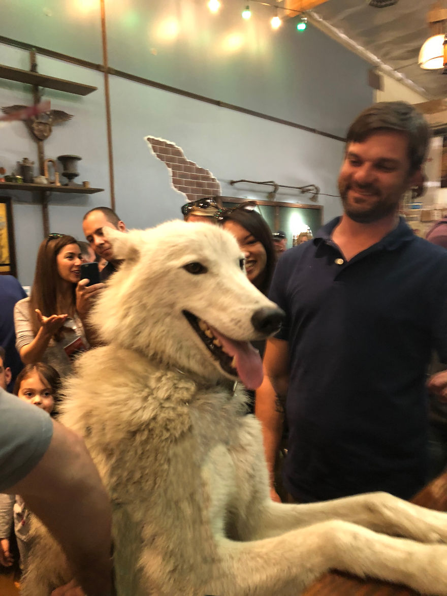 I Take My Dog Everywhere And This Is What He Saw I Take My Dog Everywhere And This Is What He Saw