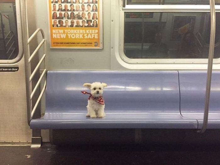 104 Times People Had To Look Twice To Understand What They Were Seeing On The Subway