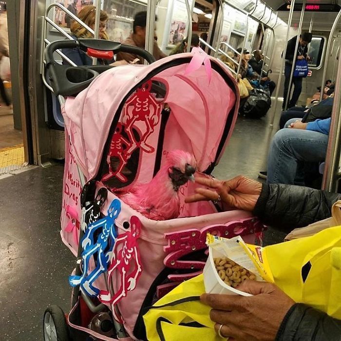104 Times People Had To Look Twice To Understand What They Were Seeing On The Subway