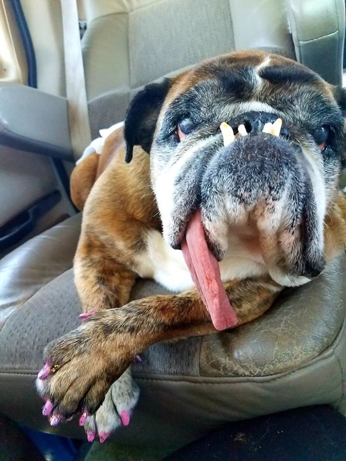 The World’s Ugliest Dog Has Just Been Announced, And It’s English Bulldog Zsa Zsa The World’s Ugliest Dog Has Just Been Announced, And It’s English Bulldog Zsa Zsa