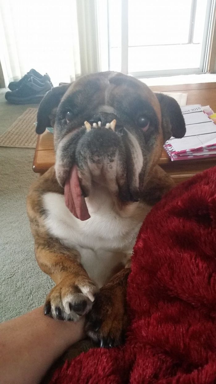 The World’s Ugliest Dog Has Just Been Announced, And It’s English Bulldog Zsa Zsa The World’s Ugliest Dog Has Just Been Announced, And It’s English Bulldog Zsa Zsa