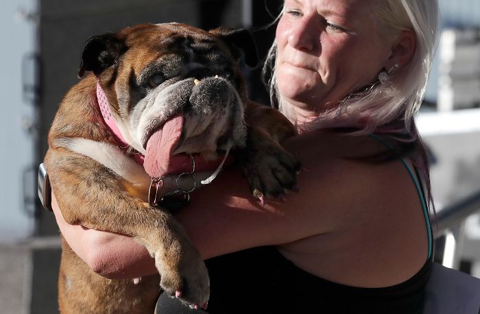 The World’s Ugliest Dog Has Just Been Announced, And It’s English Bulldog Zsa Zsa The World’s Ugliest Dog Has Just Been Announced, And It’s English Bulldog Zsa Zsa