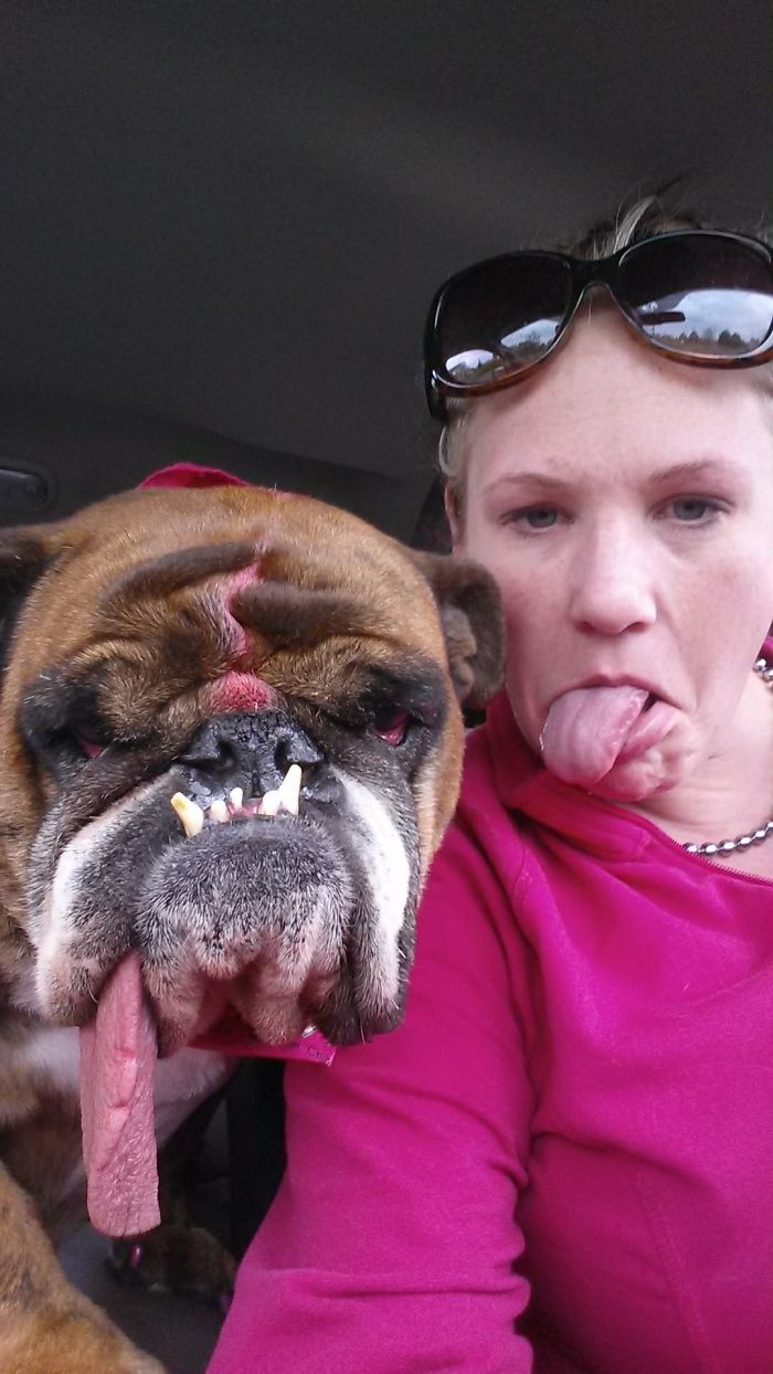 The World’s Ugliest Dog Has Just Been Announced, And It’s English Bulldog Zsa Zsa The World’s Ugliest Dog Has Just Been Announced, And It’s English Bulldog Zsa Zsa