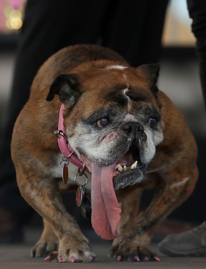 The World’s Ugliest Dog Has Just Been Announced, And It’s English Bulldog Zsa Zsa The World’s Ugliest Dog Has Just Been Announced, And It’s English Bulldog Zsa Zsa