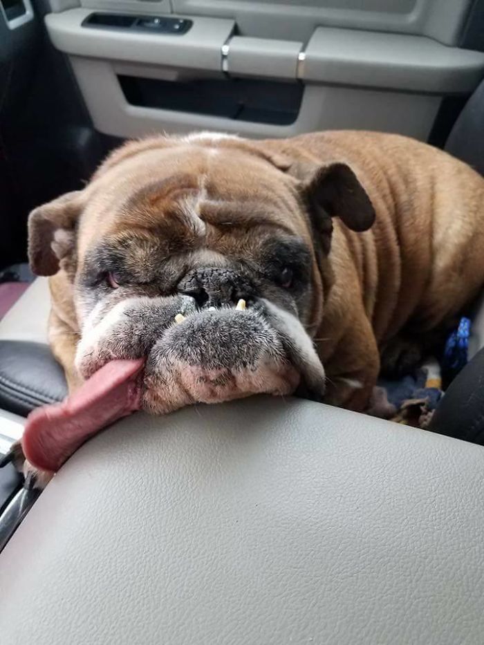 The World’s Ugliest Dog Has Just Been Announced, And It’s English Bulldog Zsa Zsa The World’s Ugliest Dog Has Just Been Announced, And It’s English Bulldog Zsa Zsa