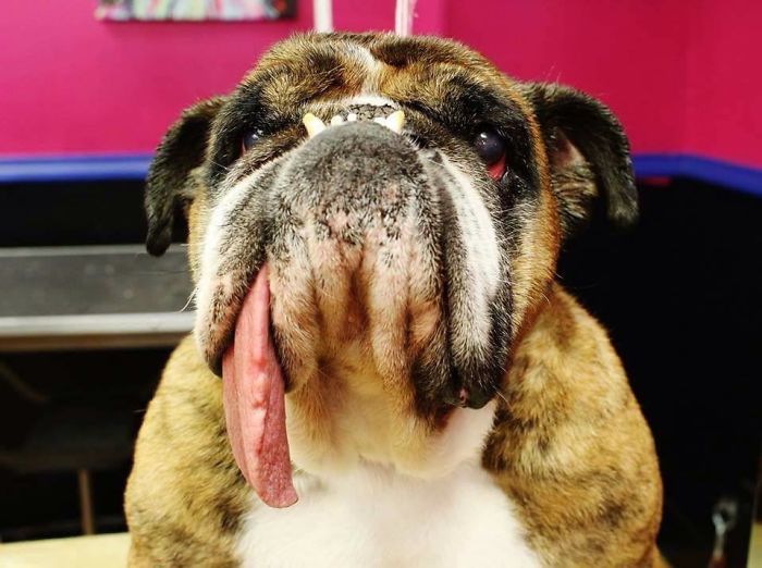 The World’s Ugliest Dog Has Just Been Announced, And It’s English Bulldog Zsa Zsa The World’s Ugliest Dog Has Just Been Announced, And It’s English Bulldog Zsa Zsa