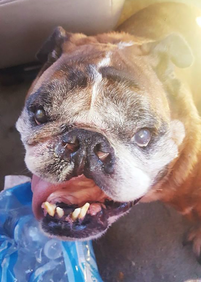 The World’s Ugliest Dog Has Just Been Announced, And It’s English Bulldog Zsa Zsa The World’s Ugliest Dog Has Just Been Announced, And It’s English Bulldog Zsa Zsa