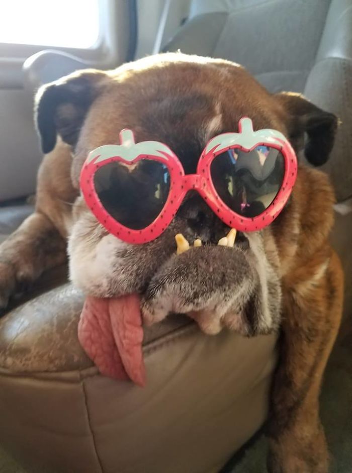 The World’s Ugliest Dog Has Just Been Announced, And It’s English Bulldog Zsa Zsa The World’s Ugliest Dog Has Just Been Announced, And It’s English Bulldog Zsa Zsa