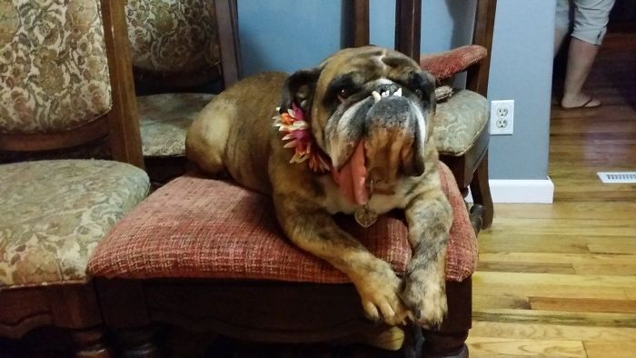 The World’s Ugliest Dog Has Just Been Announced, And It’s English Bulldog Zsa Zsa The World’s Ugliest Dog Has Just Been Announced, And It’s English Bulldog Zsa Zsa