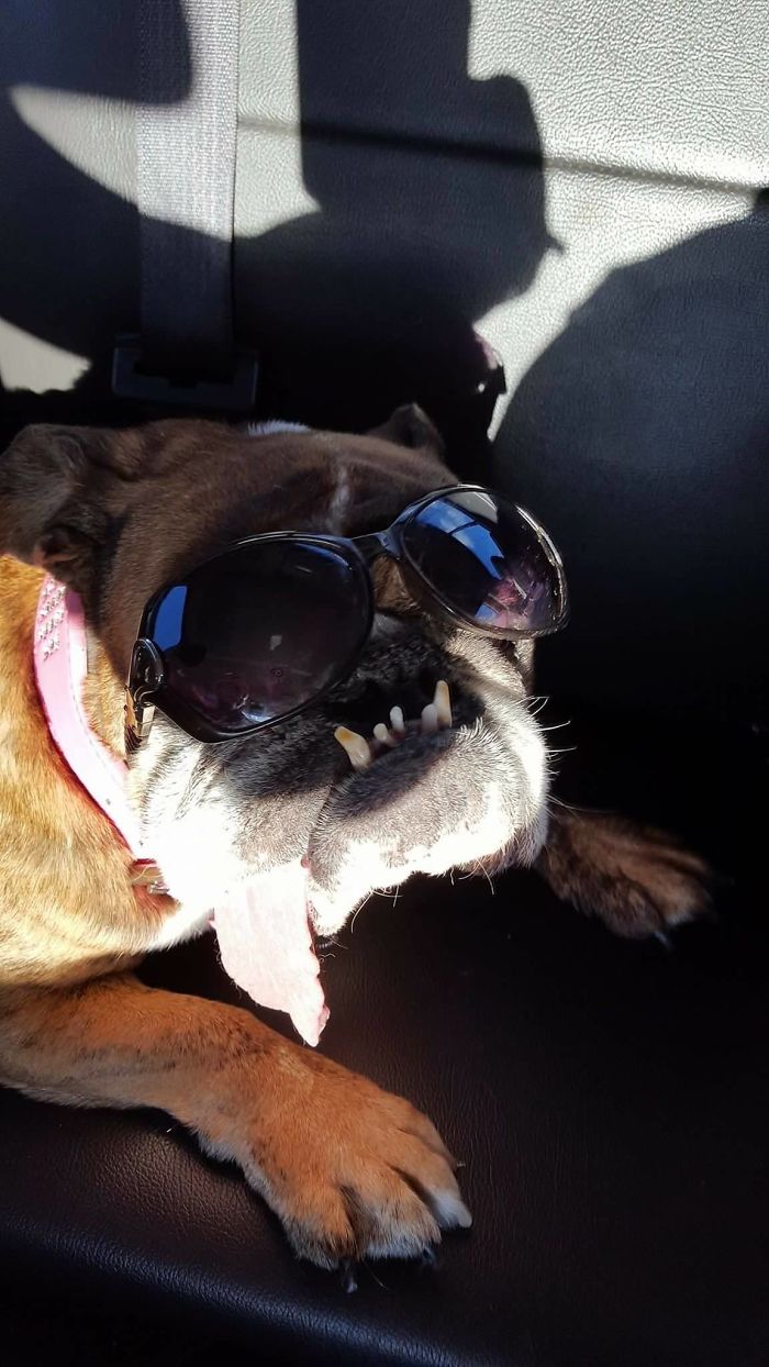 The World’s Ugliest Dog Has Just Been Announced, And It’s English Bulldog Zsa Zsa The World’s Ugliest Dog Has Just Been Announced, And It’s English Bulldog Zsa Zsa