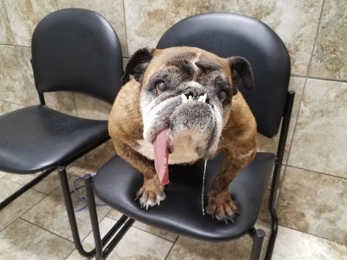 The World’s Ugliest Dog Has Just Been Announced, And It’s English Bulldog Zsa Zsa The World’s Ugliest Dog Has Just Been Announced, And It’s English Bulldog Zsa Zsa