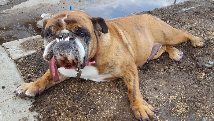 The World’s Ugliest Dog Has Just Been Announced, And It’s English Bulldog Zsa Zsa The World’s Ugliest Dog Has Just Been Announced, And It’s English Bulldog Zsa Zsa