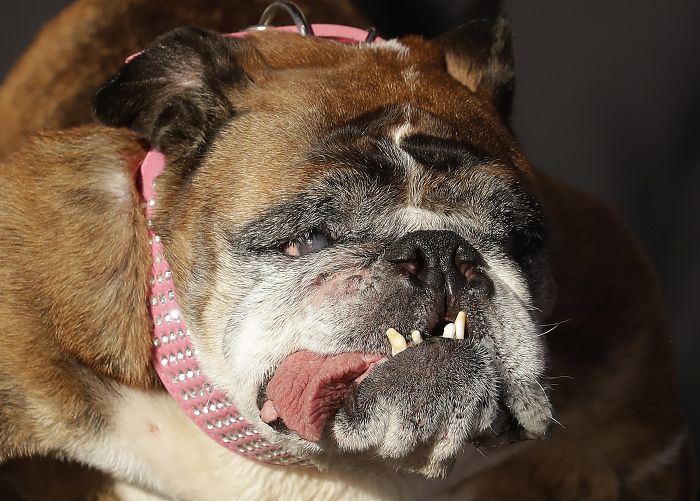 The World’s Ugliest Dog Has Just Been Announced, And It’s English Bulldog Zsa Zsa The World’s Ugliest Dog Has Just Been Announced, And It’s English Bulldog Zsa Zsa