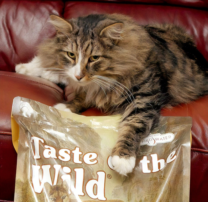 After 14 Months Owner Finds Her Missing Cat Twice The Size, Turns Out He Was Living In A Pet Food Factory After 14 Months Owner Finds Her Missing Cat Twice The Size, Turns Out He Was Living In A Pet Food Factory