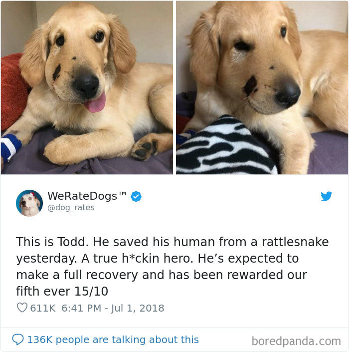 50 Times People Asked To Rate Their Dogs, And Got Hilarious Results 50 Times People Asked To Rate Their Dogs, And Got Hilarious Results