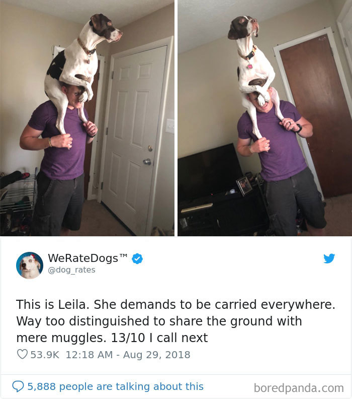 50 Times People Asked To Rate Their Dogs, And Got Hilarious Results 50 Times People Asked To Rate Their Dogs, And Got Hilarious Results