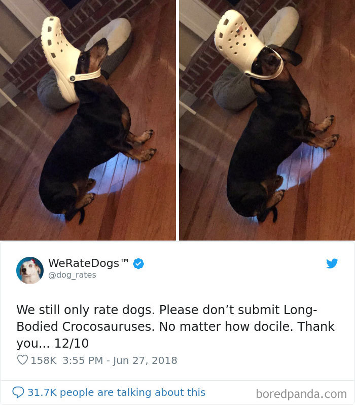 50 Times People Asked To Rate Their Dogs, And Got Hilarious Results 50 Times People Asked To Rate Their Dogs, And Got Hilarious Results
