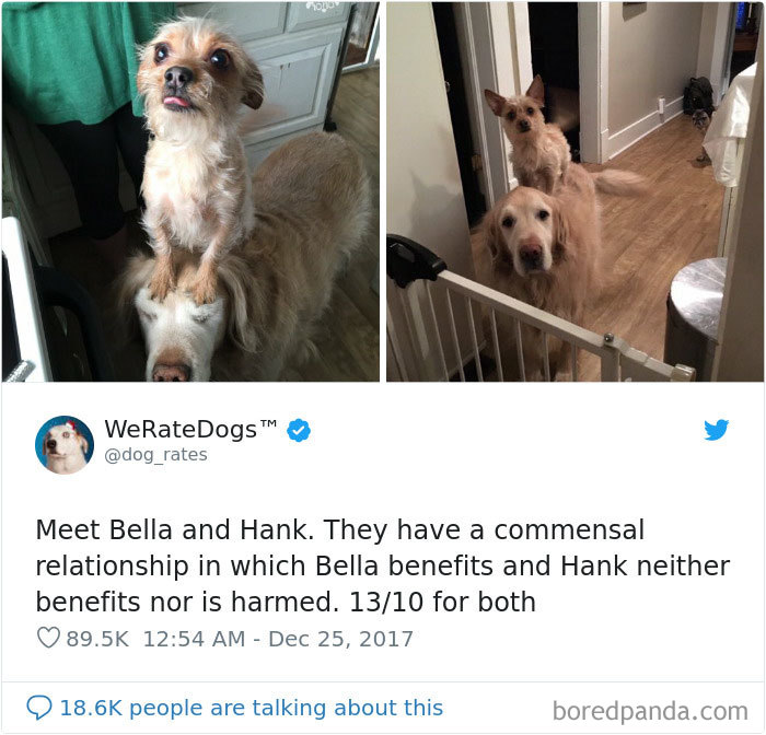 50 Times People Asked To Rate Their Dogs, And Got Hilarious Results 50 Times People Asked To Rate Their Dogs, And Got Hilarious Results