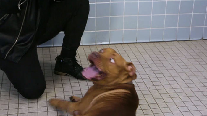 This Magician Made Treats Disappear And Shelter Dogs&#8217; Reactions Will Crack You Up