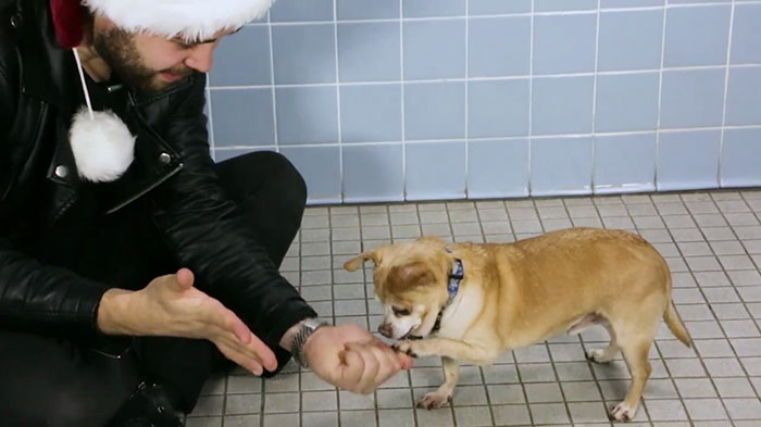This Magician Made Treats Disappear And Shelter Dogs&#8217; Reactions Will Crack You Up