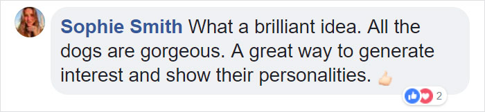 This Magician Made Treats Disappear And Shelter Dogs&#8217; Reactions Will Crack You Up