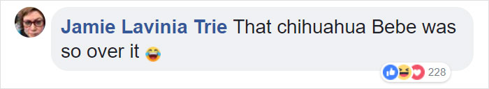 This Magician Made Treats Disappear And Shelter Dogs&#8217; Reactions Will Crack You Up