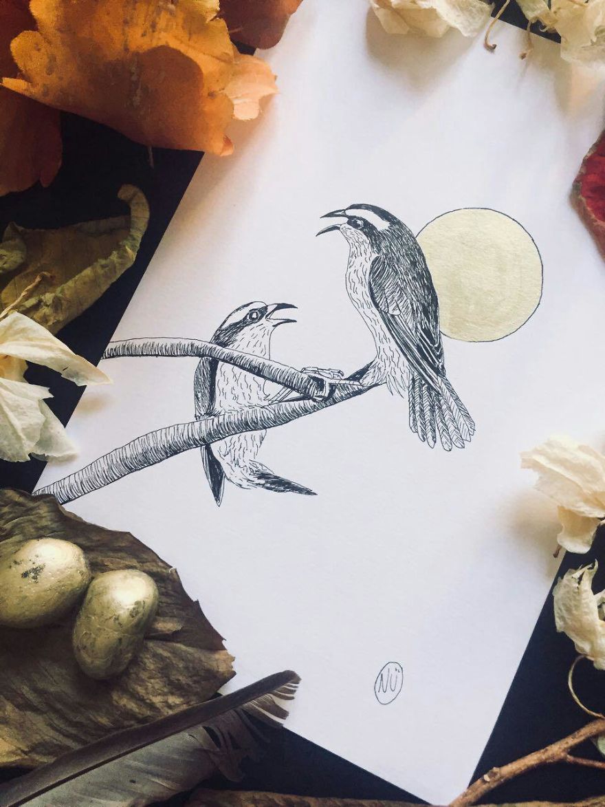 Lovely Colombian Bird Illustrations