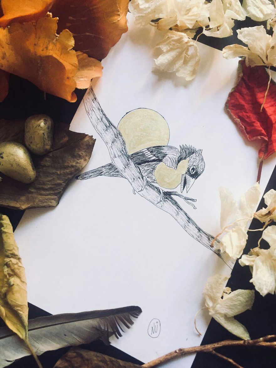 Lovely Colombian Bird Illustrations