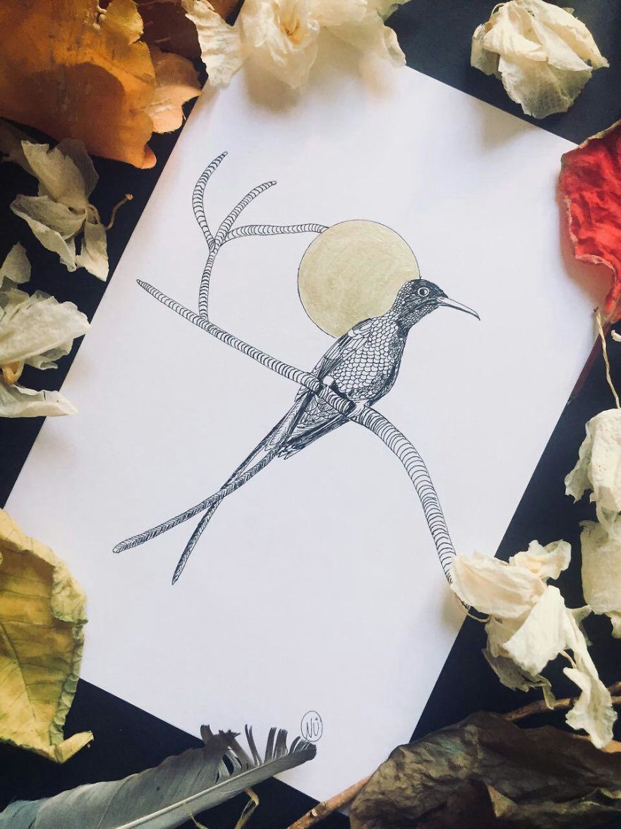 Lovely Colombian Bird Illustrations