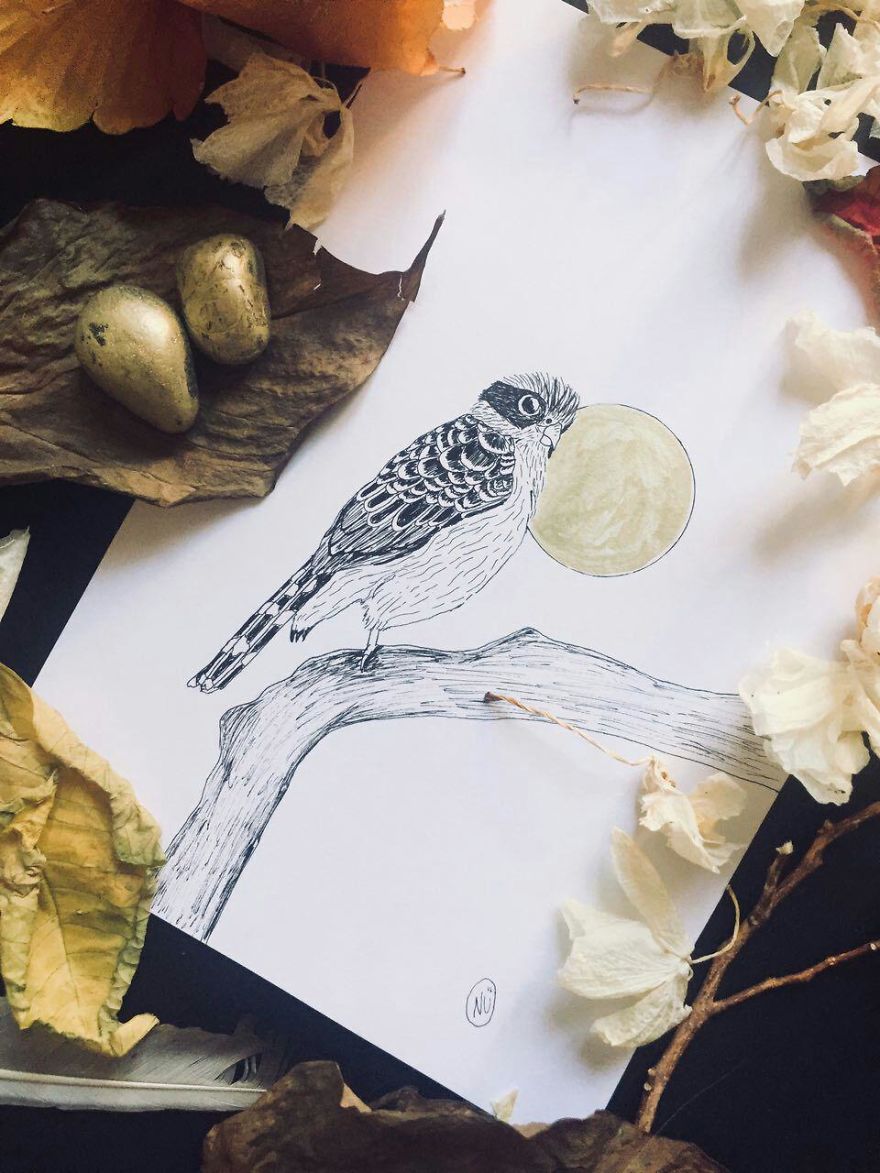 Lovely Colombian Bird Illustrations