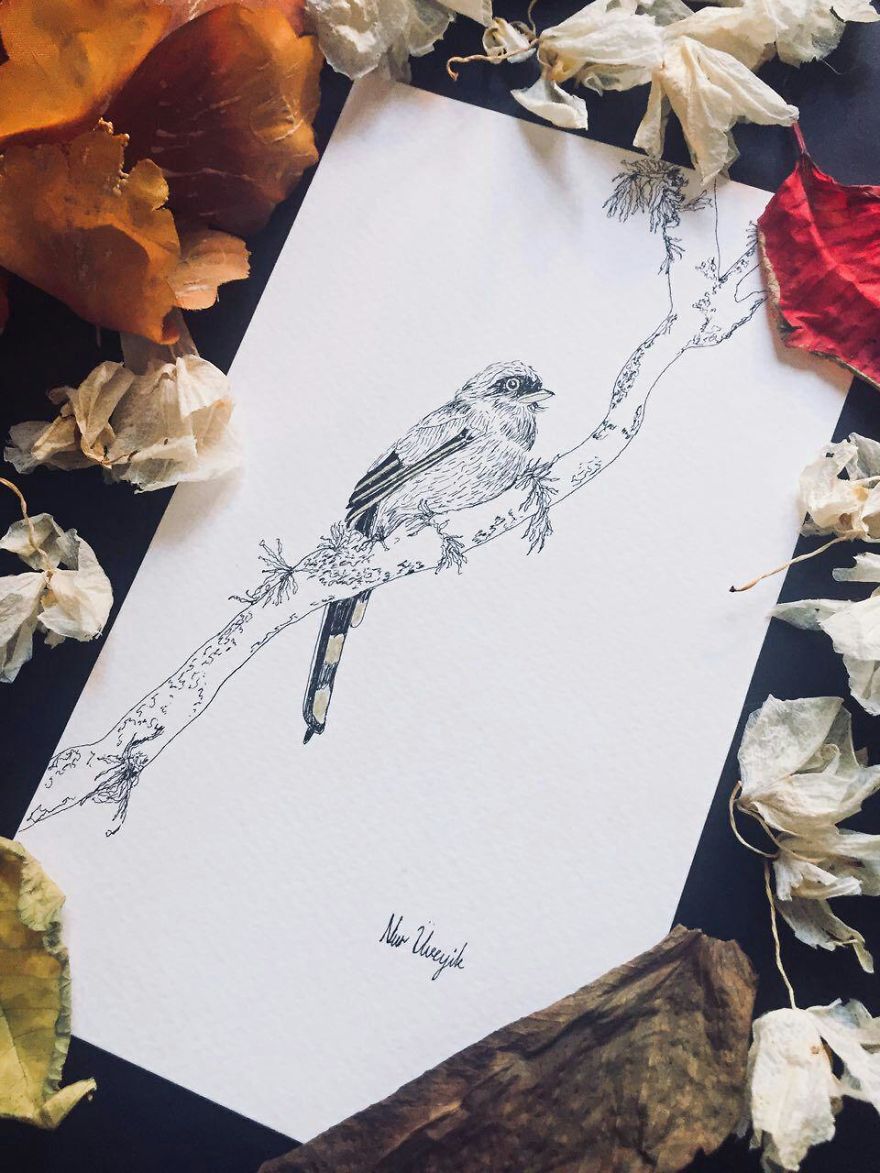 Lovely Colombian Bird Illustrations
