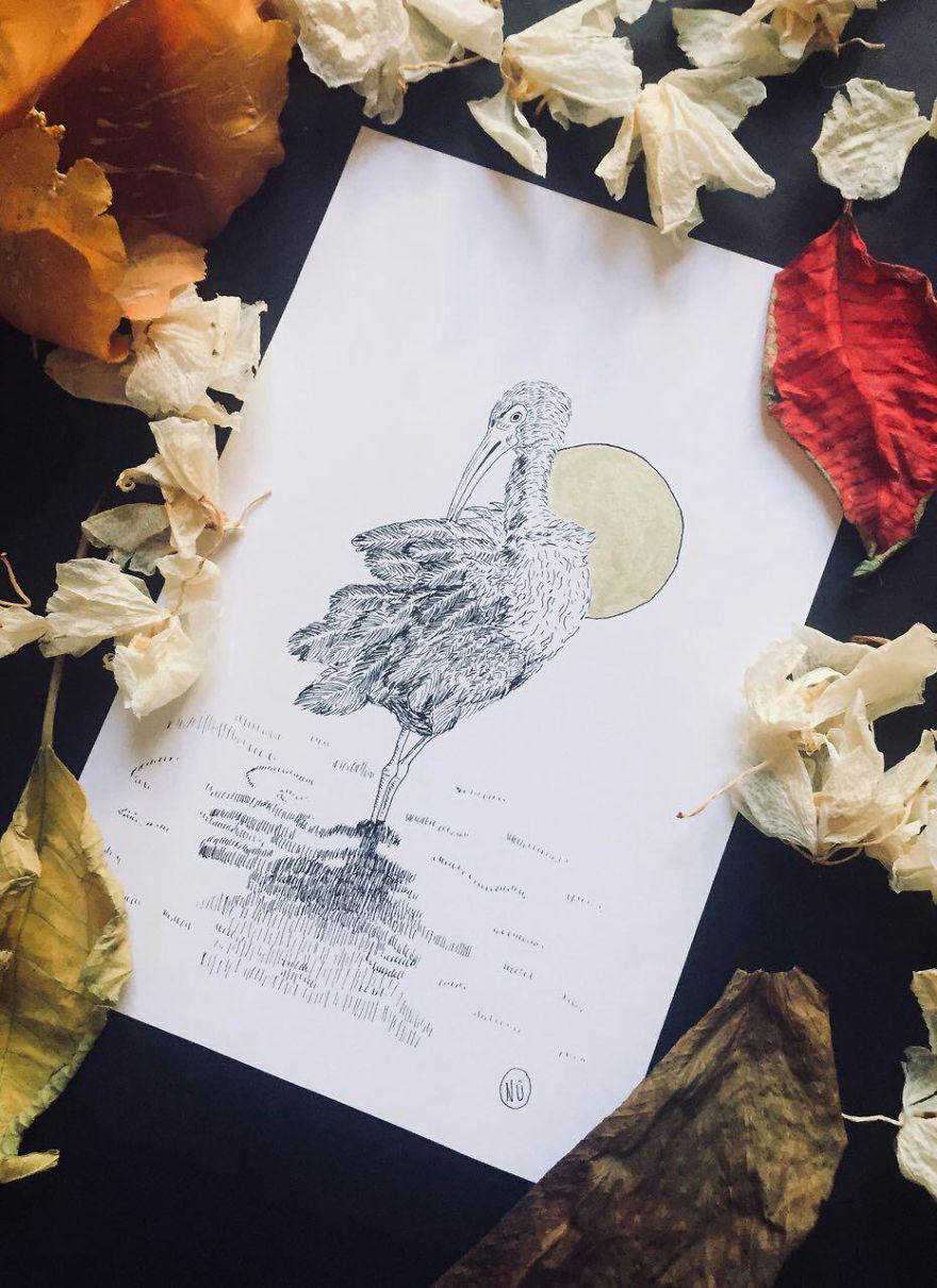 Lovely Colombian Bird Illustrations