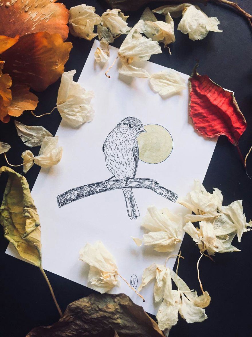 Lovely Colombian Bird Illustrations