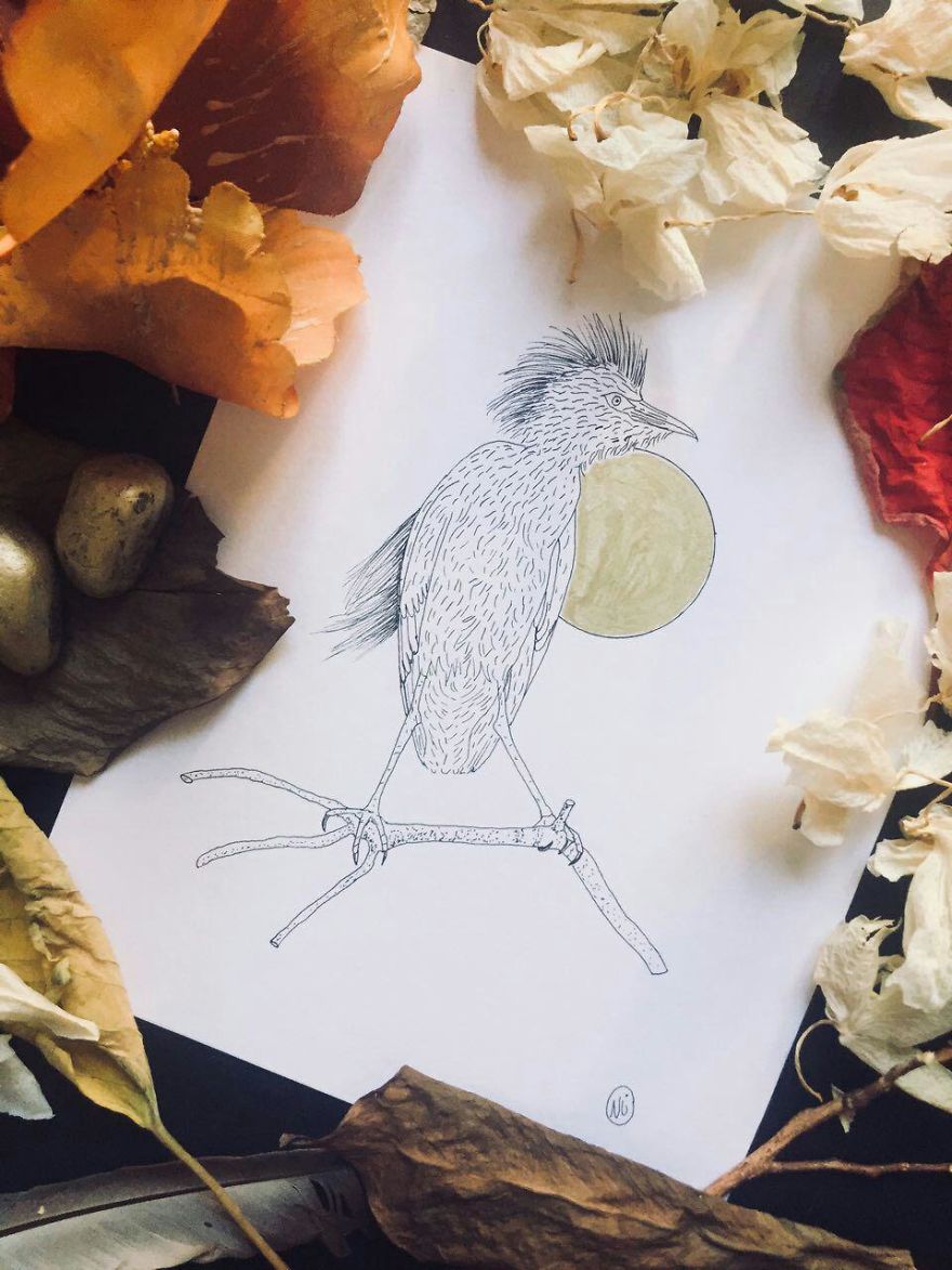 Lovely Colombian Bird Illustrations