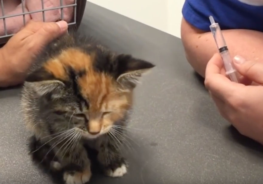 Little Maci, The 6 Weeks Old Kitten, Who Survived The Life-Threatening Disease Little Maci, The 6 Weeks Old Kitten, Who Survived The Life-Threatening Disease