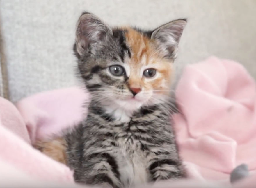 Little Maci, The 6 Weeks Old Kitten, Who Survived The Life-Threatening Disease Little Maci, The 6 Weeks Old Kitten, Who Survived The Life-Threatening Disease