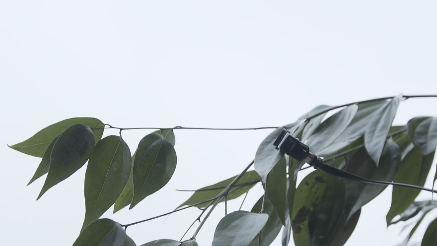 We Made A Tree Talk About How It Feels About Climate Change Using Its Own Real Time Data