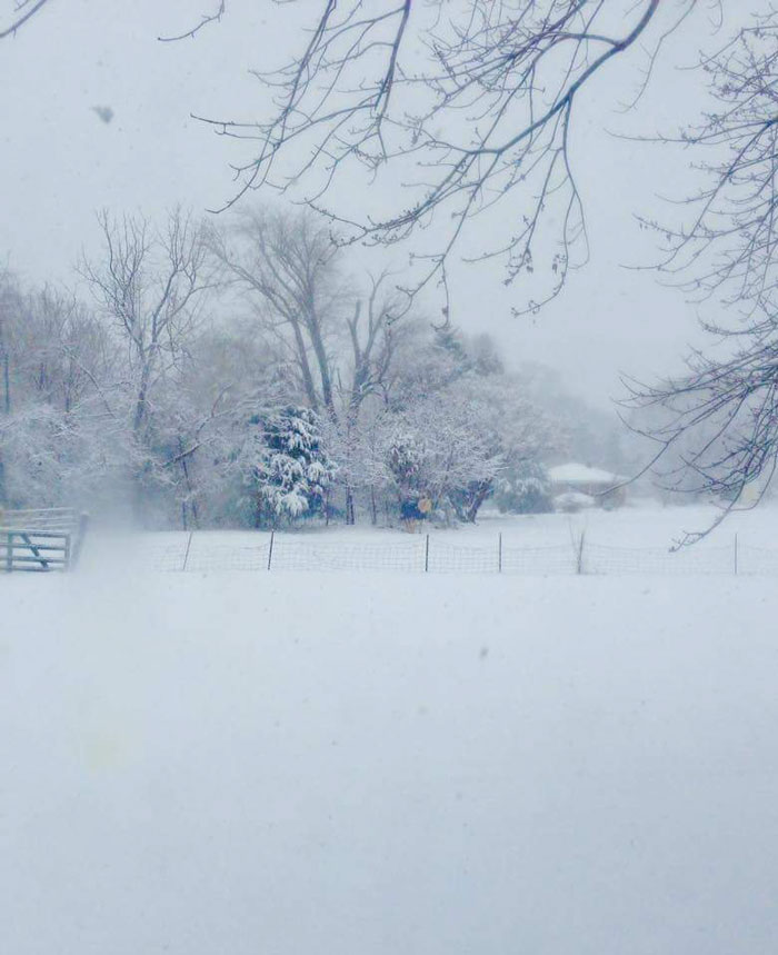 Meet Tango, The Stupidest Horse Ever Whose Stupidity Is Going Viral On Twitter Meet Tango, The Stupidest Horse Ever Whose Stupidity Is Going Viral On Twitter