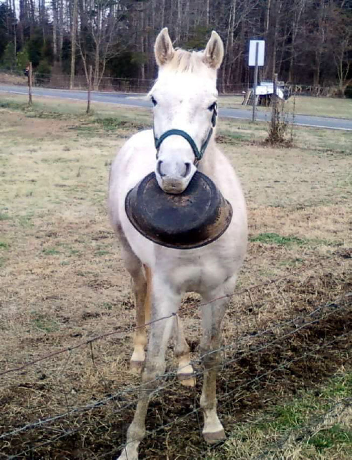 Meet Tango, The Stupidest Horse Ever Whose Stupidity Is Going Viral On Twitter Meet Tango, The Stupidest Horse Ever Whose Stupidity Is Going Viral On Twitter