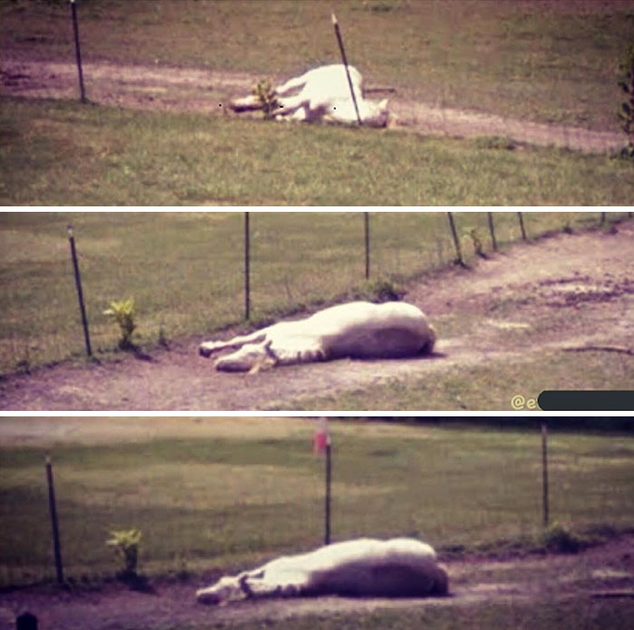 Meet Tango, The Stupidest Horse Ever Whose Stupidity Is Going Viral On Twitter Meet Tango, The Stupidest Horse Ever Whose Stupidity Is Going Viral On Twitter