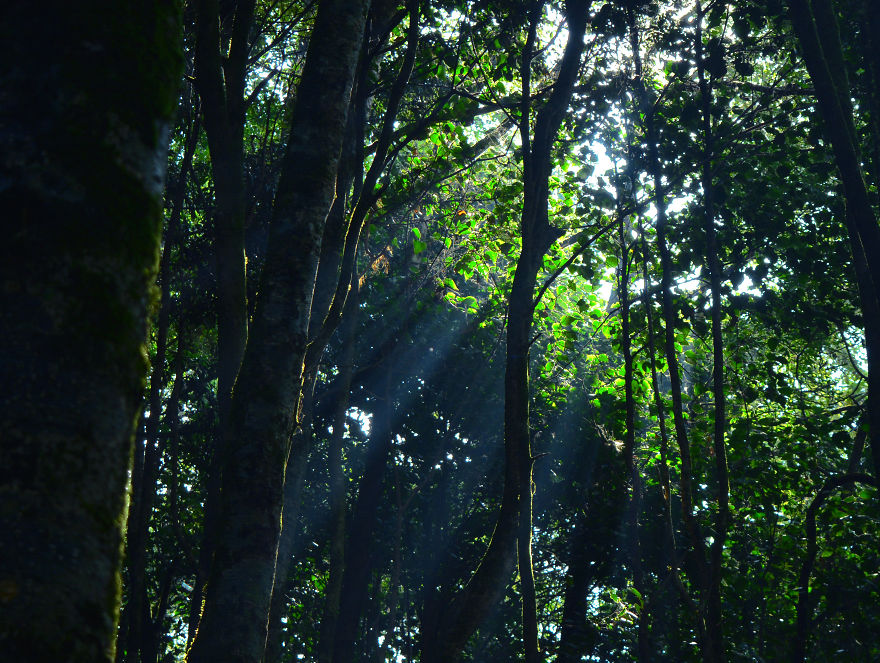 Nature Photography From Darjeeling, West Bengal, And India (24 Pics) Nature Photography From Darjeeling, West Bengal, And India (24 Pics)